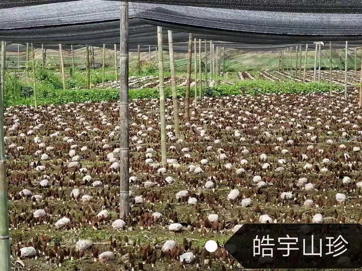 &#21326;&#20307;&#24179;&#21488;&#45;&#21326;&#20307;&#40;&#20013;&#22269;&#41;