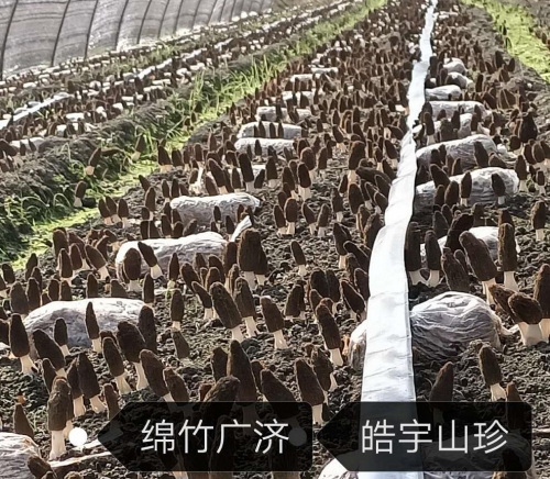 &#21326;&#20307;&#24179;&#21488;&#45;&#21326;&#20307;&#40;&#20013;&#22269;&#41;