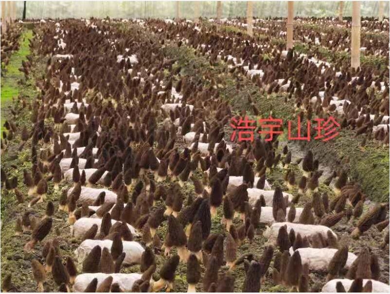 &#21326;&#20307;&#24179;&#21488;&#45;&#21326;&#20307;&#40;&#20013;&#22269;&#41;