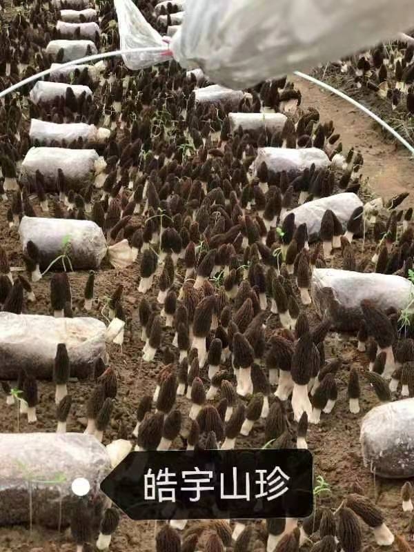 &#21326;&#20307;&#24179;&#21488;&#45;&#21326;&#20307;&#40;&#20013;&#22269;&#41;