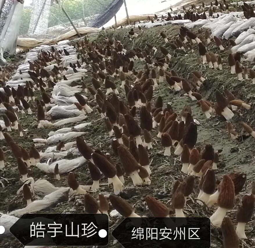 &#21326;&#20307;&#24179;&#21488;&#45;&#21326;&#20307;&#40;&#20013;&#22269;&#41;